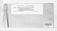 Erysiphe erineophila image